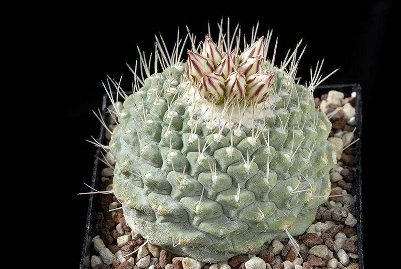 Strombocactus disciformis D. 9 € 78..jpg